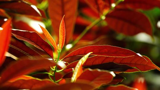 观叶植物红背桂花G