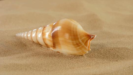 带沙的长海贝壳，旋转，特写高清在线视频素材下载