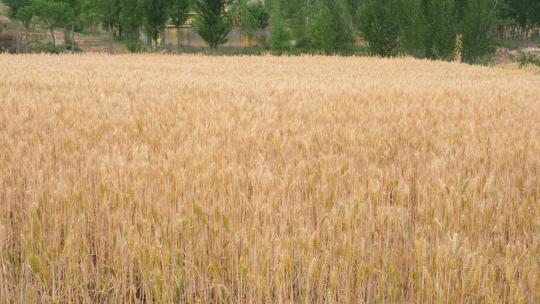 麦粒 小麦麦穗 谷物麦子小麦 麦田 丰收视频素材模板下载