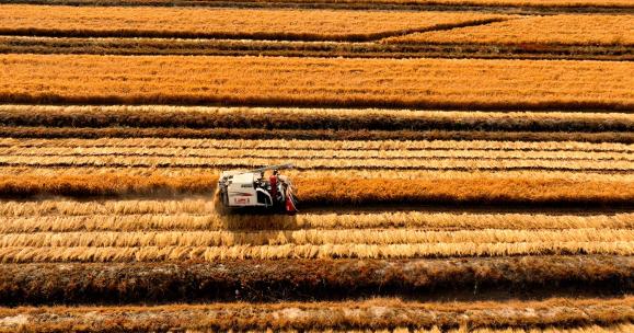 水稻稻田收割机粮食丰收秋收现代农业