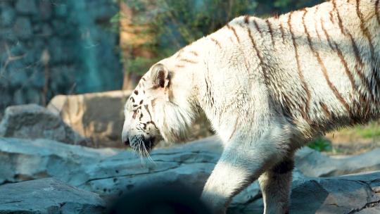 白虎 老虎 动物园 孟加拉虎 东北虎 8251视频素材模板下载