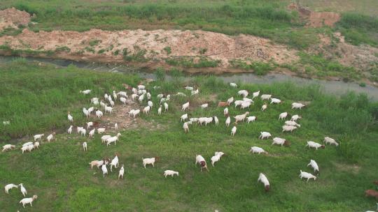 山羊 绵羊 羊群 吃草 山羊群 放羊视频素材模板下载