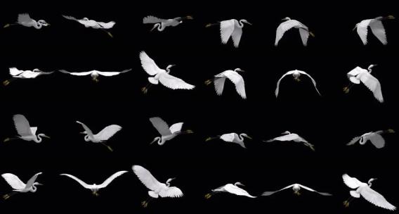 飞鸟白鹭6种飞行姿态带alpha通道