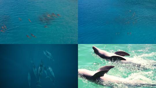 【合集】海豚 海洋天使 海洋生物 海豚跳跃