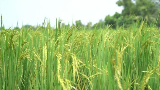 农田 水稻 稻穗 稻花 丰收 水稻生长视频素材模板下载