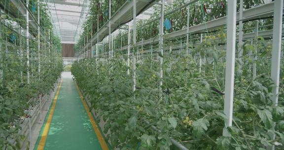 4K高端科技农业-现代化温室大棚绿色农业