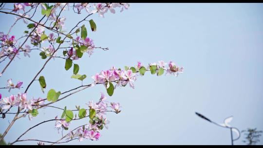 4k春季路边洋紫荆花边界绿化阳光唯美