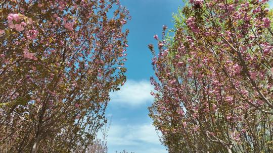 蓝天下的樱花树林航拍