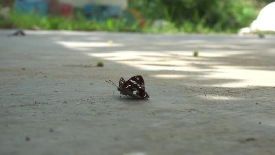 一只蝴蝶停在地上煽动翅膀