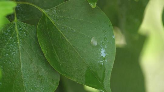 雨滴滑落