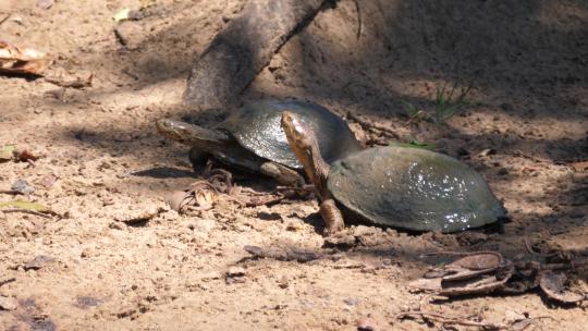 两只龟在沙滩上