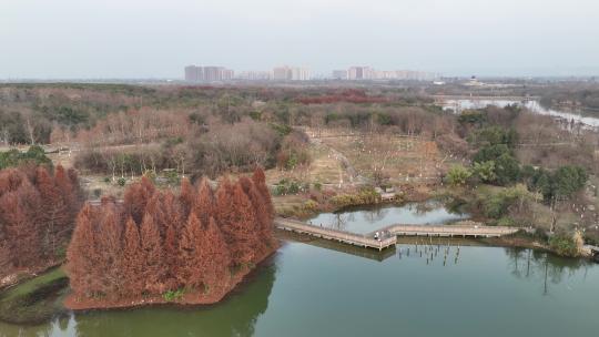 航拍城市湿地公园树林