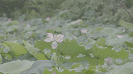 夏季湿地湖河池塘荷花莲藕荷叶户外自然