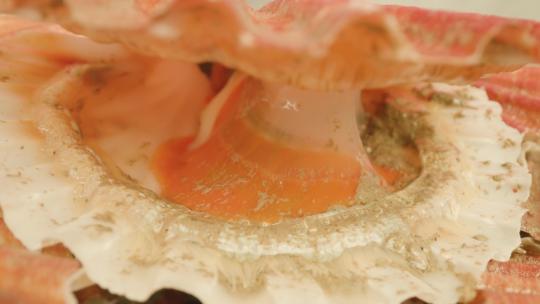 鲜红扇贝肉活软体动物开壳