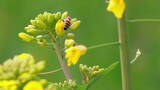 春天的蜜蜂飞舞慢镜头高清在线视频素材下载
