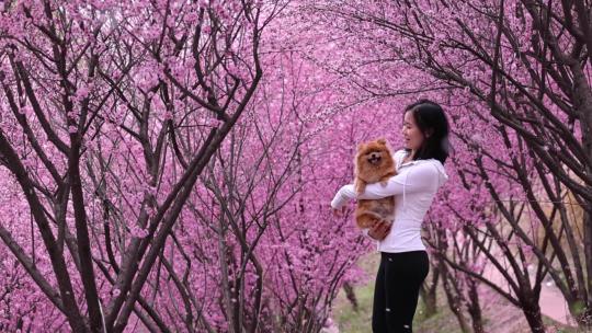 梅花林中美女抱着宠物狗享受大自然