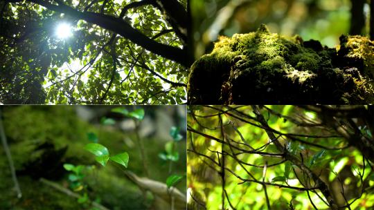 4K阳光树叶森林绿色苔藓高清在线视频素材下载