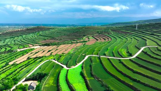 麦田 麦地梯田