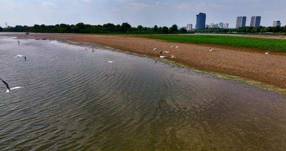 城市 湿地 飞鸟航拍