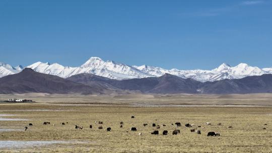 西藏高原牧场视频素材模板下载
