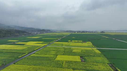 富阳美丽乡村油菜花花田