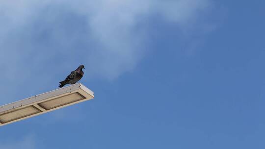 一只鸽子栖息在一根灯柱的顶端