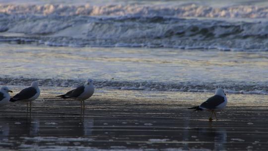 威海金海湾沙滩上的海鸥视频素材模板下载