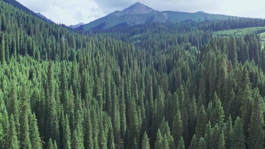 新疆茂密的森林航拍