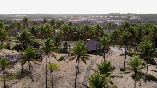 航拍下的椰子树和村庄