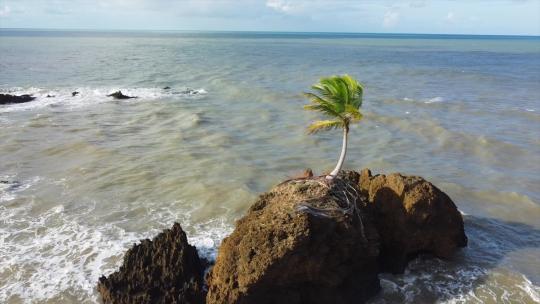 坦巴巴海滩无人机在岩石周围飞行，独奏棕榈树在海洋的风中清凉。
若昂·佩索阿，