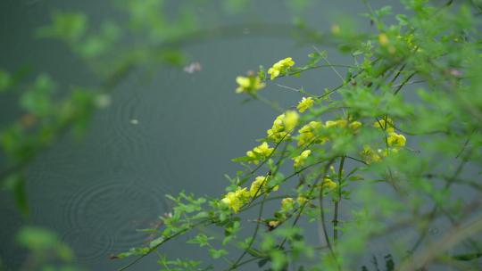 春天杭州花港观鱼阴雨天植物绿色自然