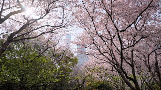 樱花春天的樱花