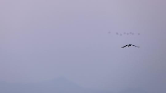 深圳湾的各种鸟类