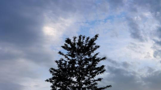 大自然  树冠  天空  云朵 延时