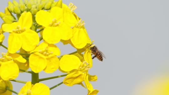 蜜蜂油菜花采蜜实拍镜头