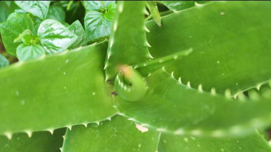 芦荟 护肤品植物成分 植物视频素材模板下载