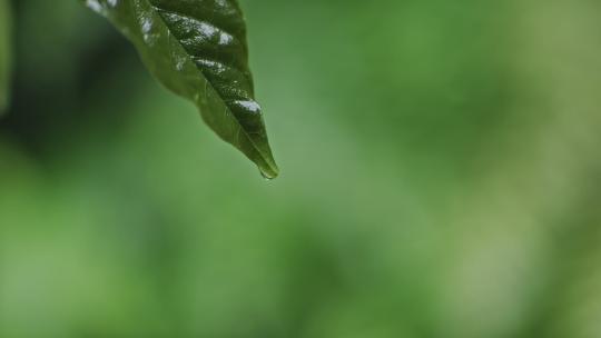 雨水水滴绿叶滴水视频素材模板下载