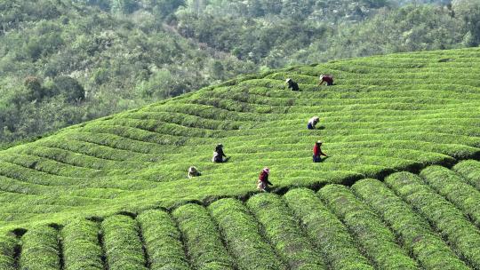 茶农在茶厂茶园采茶