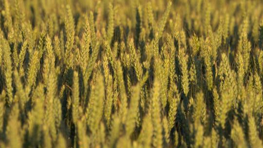 小麦麦田丰收农业粮食粮仓麦子视频素材模板下载