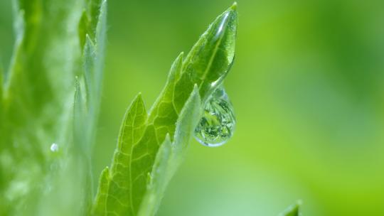 【微距精品】艾草