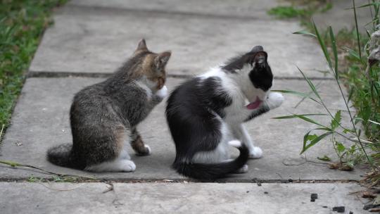 两只小猫在洗脸