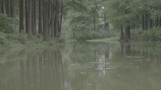 中国南方水乡森林湿地池塘湖泊夏季树木倒影