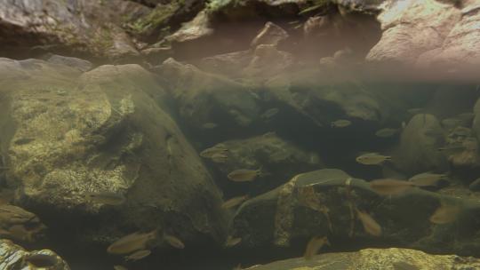 水面下拍摄小鱼视频素材模板下载
