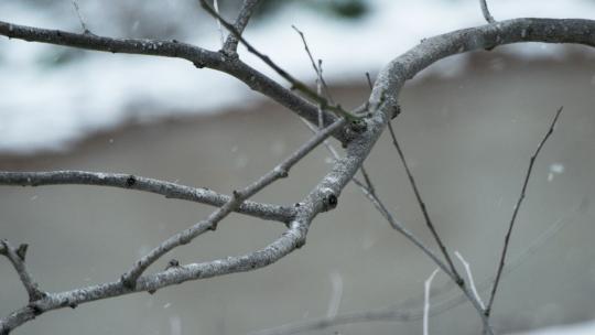 冬季冬天下雪树枝树叶积雪视频素材模板下载