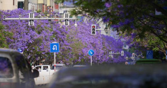 蓝花楹盛开的城市街道