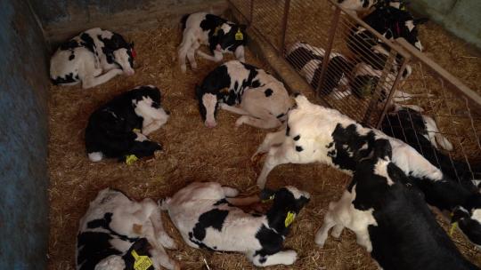 奶牛 小奶牛 奶牛场 奶牛养殖 (95)