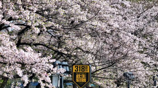 航拍武汉春天城市街景盛开的樱花