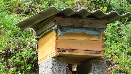 城市养蜂人木质蜂箱蜜蜂生产蜂蜜空间