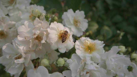 鲜花盛开蜜蜂采蜜