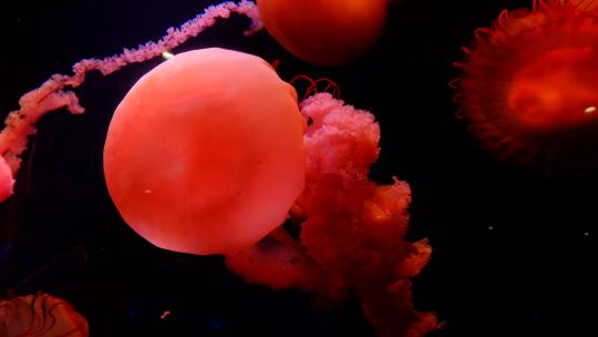 水母 海底世界 海洋馆 水族馆